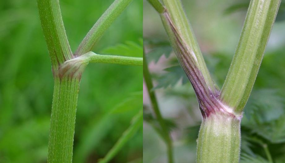 Poison Hemlock Could Be Growing In Your Garden