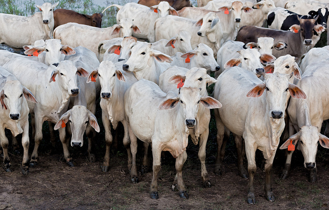 Brazilian cattle