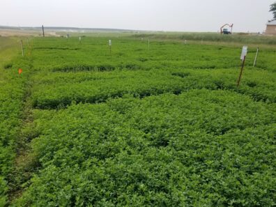 At test plots in central Washington, scientists measured fiber qualities and digestibility of varieties of alfalfa, seeking improved genetics.