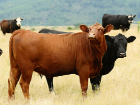 Beef Cattle