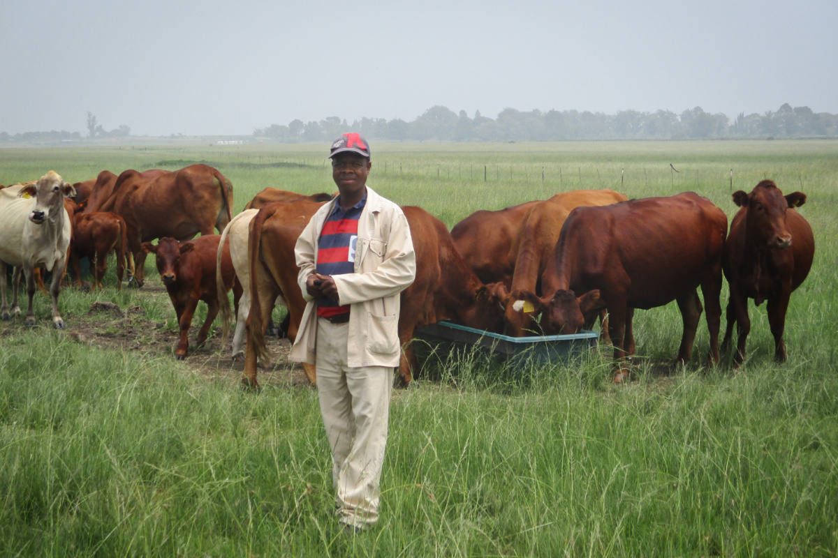 One of the High Value Beef Project's participating farmers, and his herd, at Mpumalanga