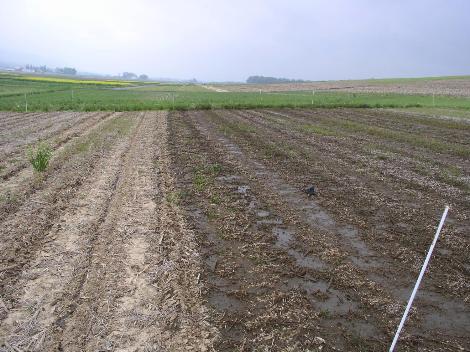 The difference between a field treated with injected liquid manure (left) and broadcasted manure is obvious in this comparison photo. Injecting manure reduces ammonia volatilization and soluble phosphorus runoff from crop fields. Credit: Robert Meinen. All Rights Reserved.