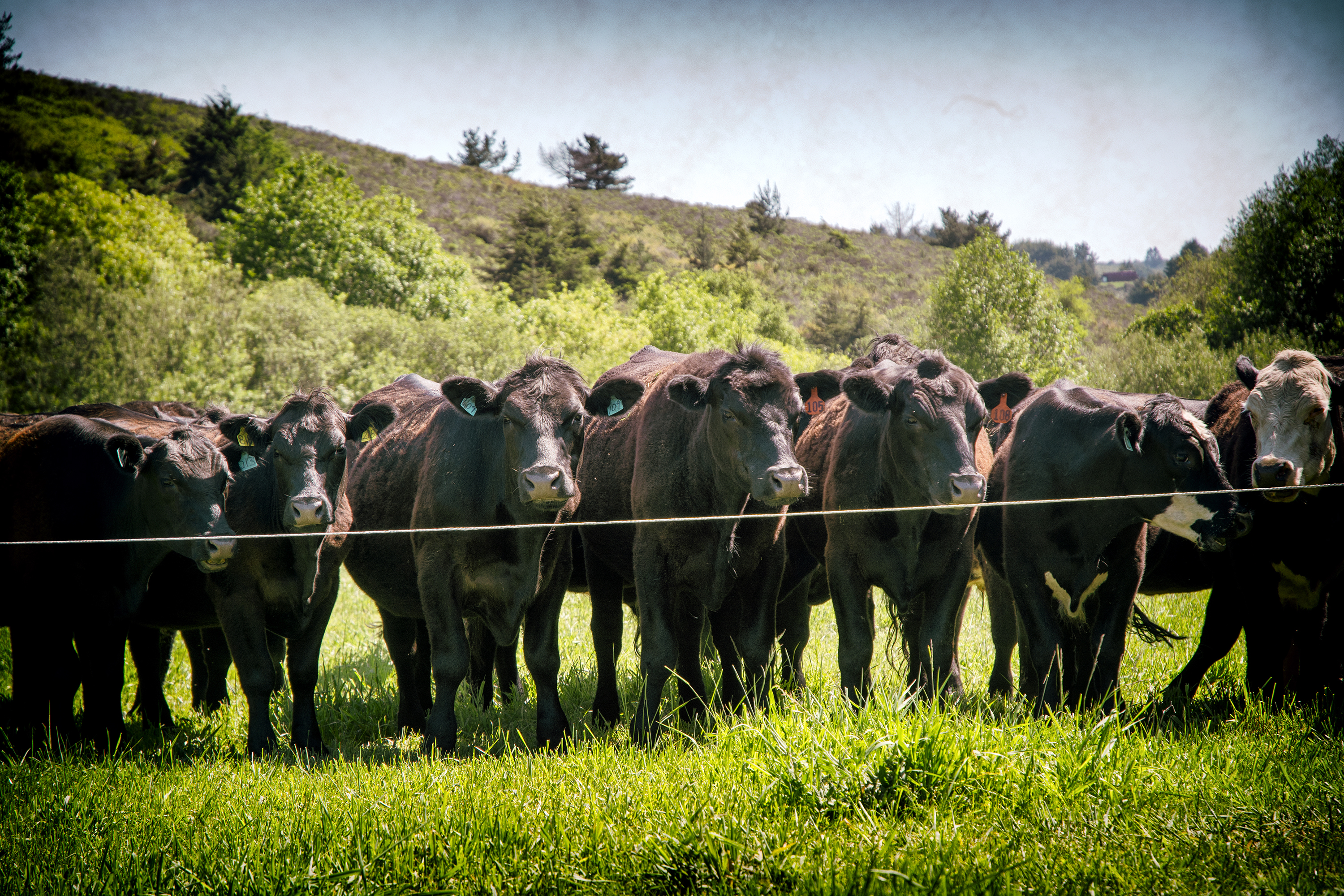 Cows Grow Old With Good Taste