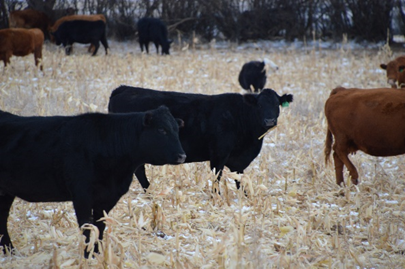 Corn is a common winter grazing crop, however corn alone may not meet the protein needs of all classes of cattle. Researchers from the University of Manitoba are evaluating corn intercropped with other species to fill the gap.