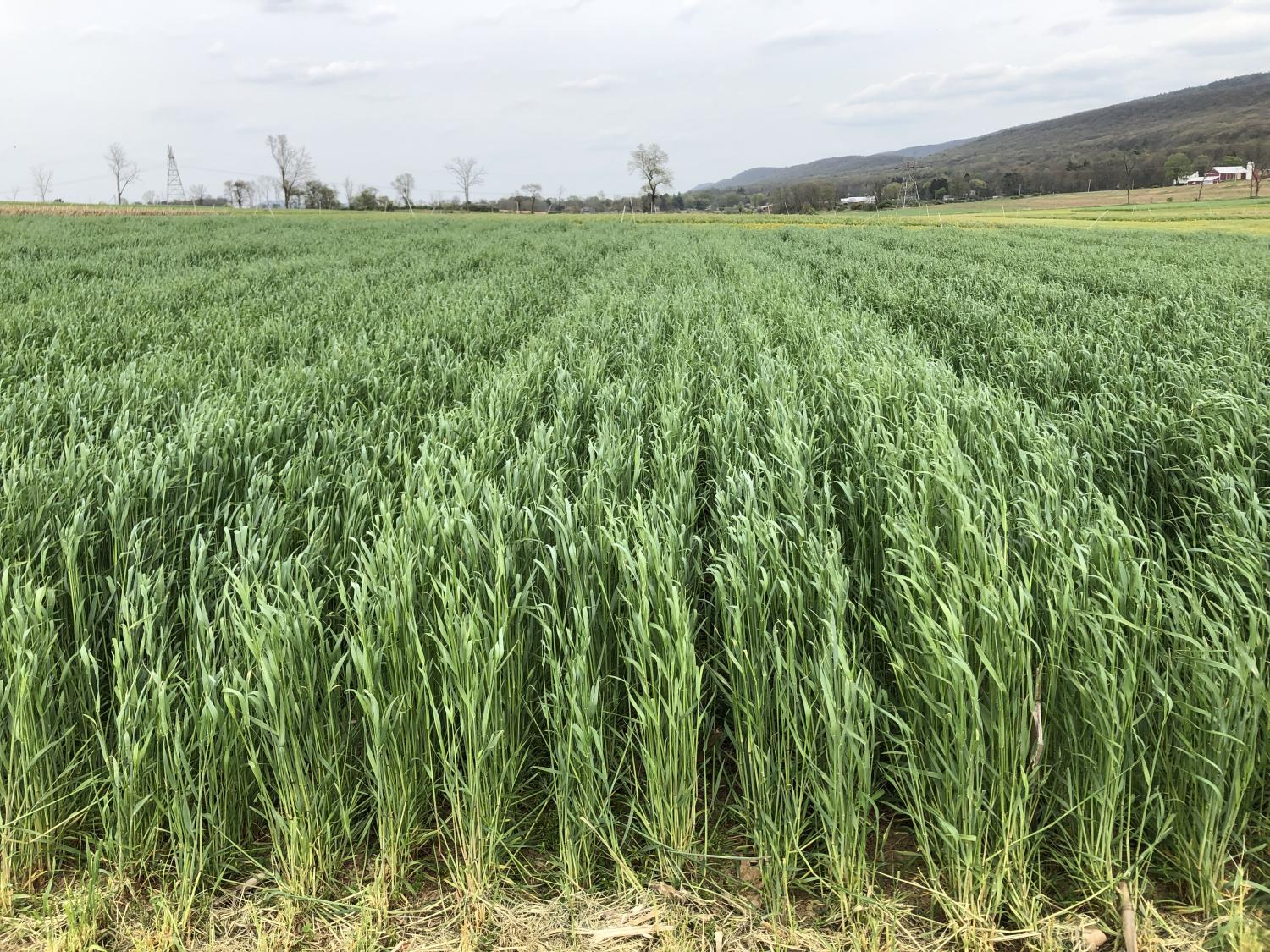 The researchers found that double cropping increased and stabilized the farm’s feed production by providing forage from a winter rye crop (shown) with less dependency on the summer crops of corn silage and perennial cool-season grasses. Credit: Heather Karsten. All Rights Reserved.