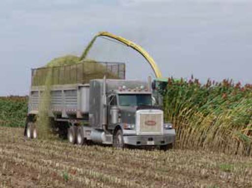 Sorghum Harvest