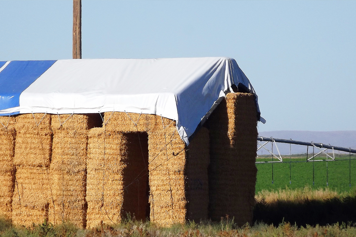 Stacked in bales in Washington’s Columbia Basin, alfalfa hay is an important Northwest crop. Alfalfa’s large and complex genome has hampered efforts to breed the plant for desirable qualities, but a WSU-led team of scientists have now revealed genetic markers and promising parent varieties for improvement.