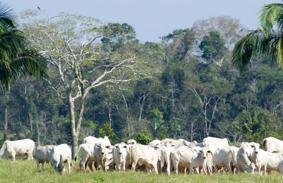 cattle ranchers amazon