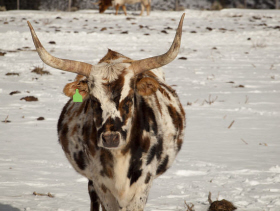 cattle texas longhorn in winter