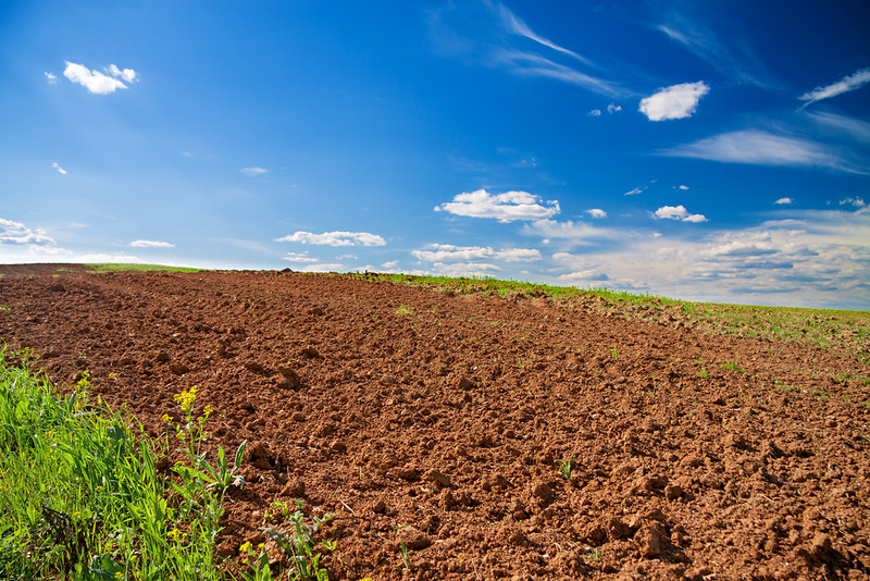 The benefits of cover crops are many. Covering bare soil protects it from erosion, and cover crops pull climate-warming carbon from the atmosphere through photosynthesis.