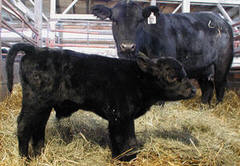 Aberdeen Angus cow and calf