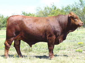 Beefmaster | The Cattle Site