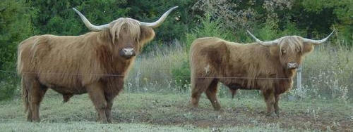 Highland Cattle, Scotland