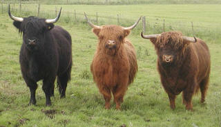 Highland Cattle