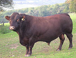 Sussex | The Cattle Site