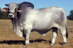 black brahman cattle