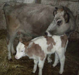 Busa cow and calf