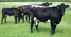 A group of Gloucester cattle