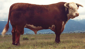 alarm Besiddelse Catena Hereford | The Cattle Site