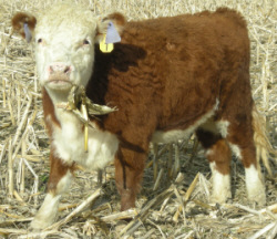 Miniature Hereford calf