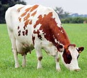 Meuse Rhine Issel cow