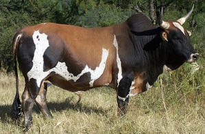 Nguni (South Africa) - Traditional Sports