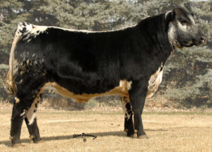 Speckle Park bull