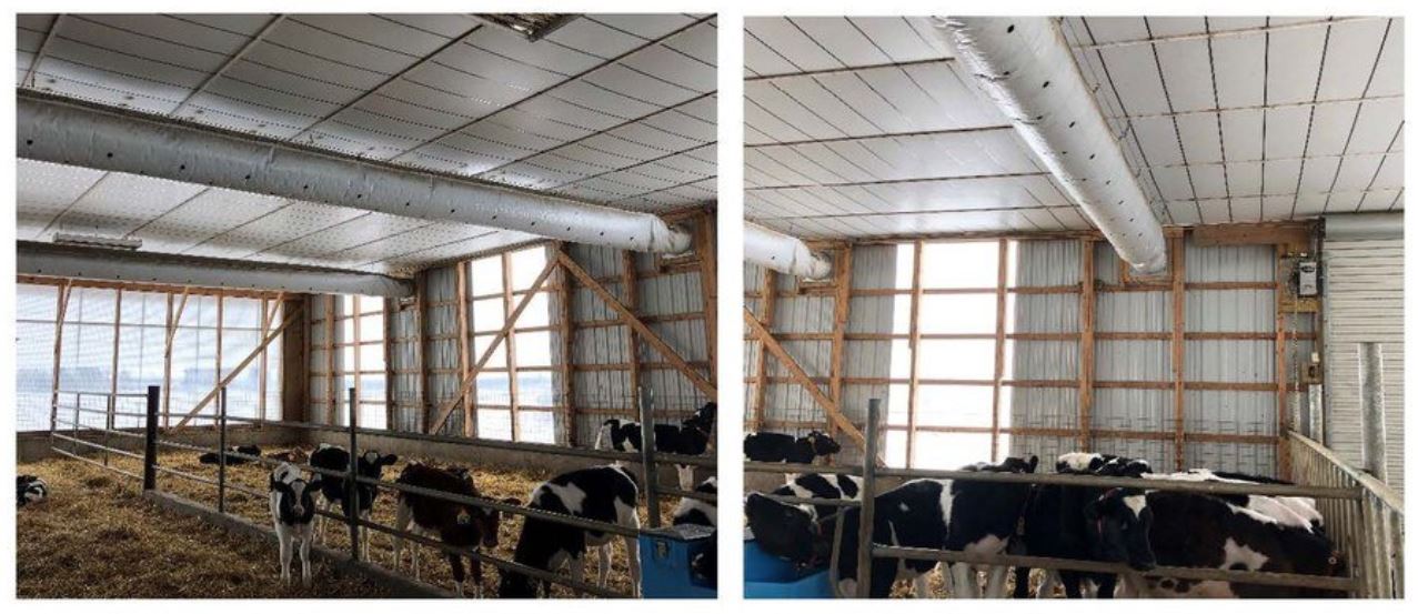 Proper winter ventilation of calf housing can reduce respiratory illness