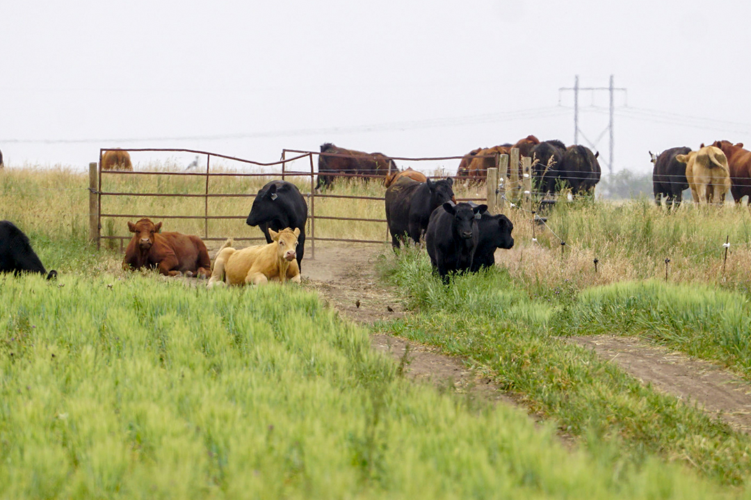 Making hay and feeding hay to our cattle - Clover Meadows Beef