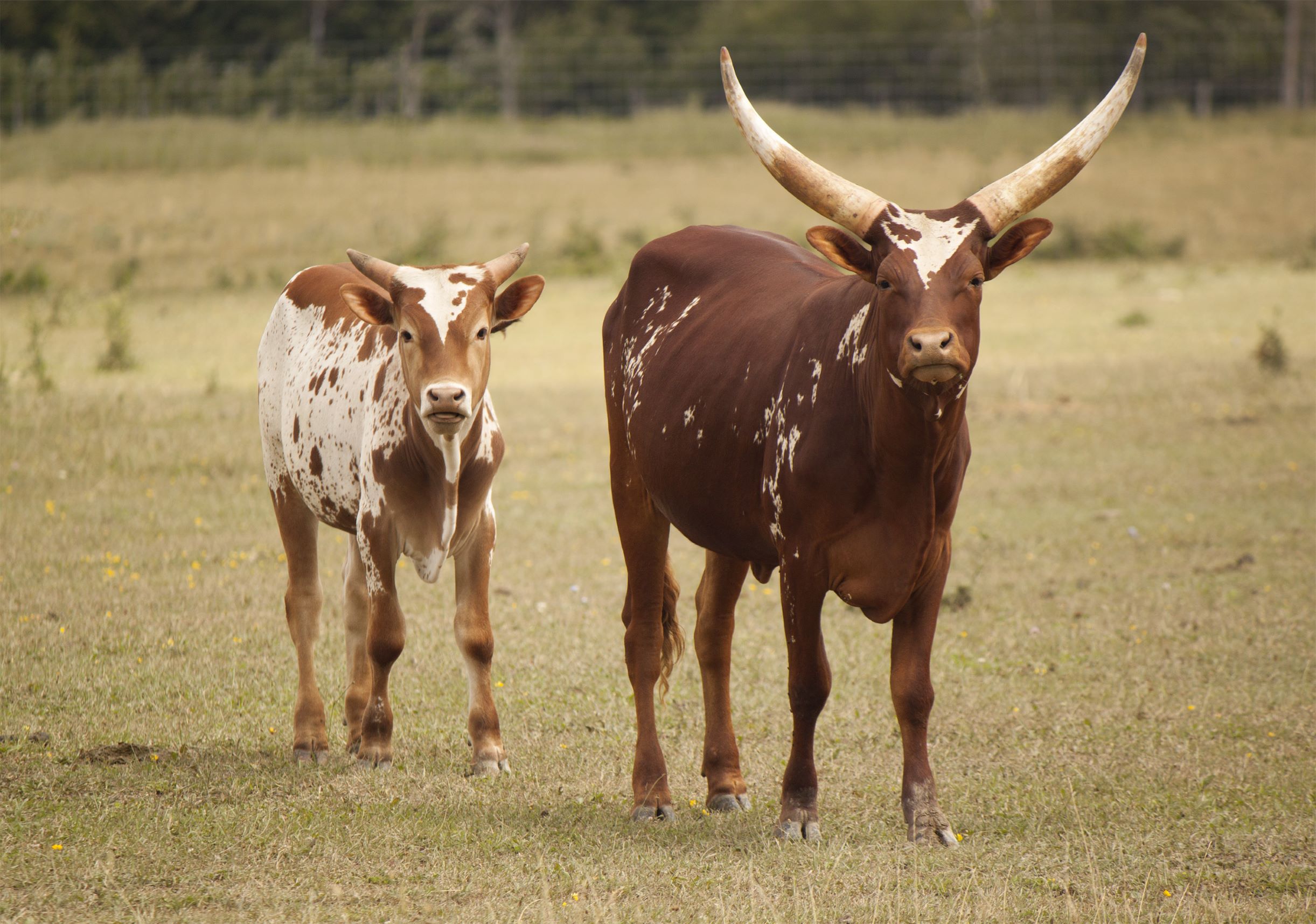 plague of diseased livestock