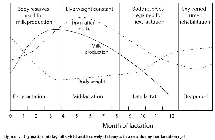 Dairy Cow Chart