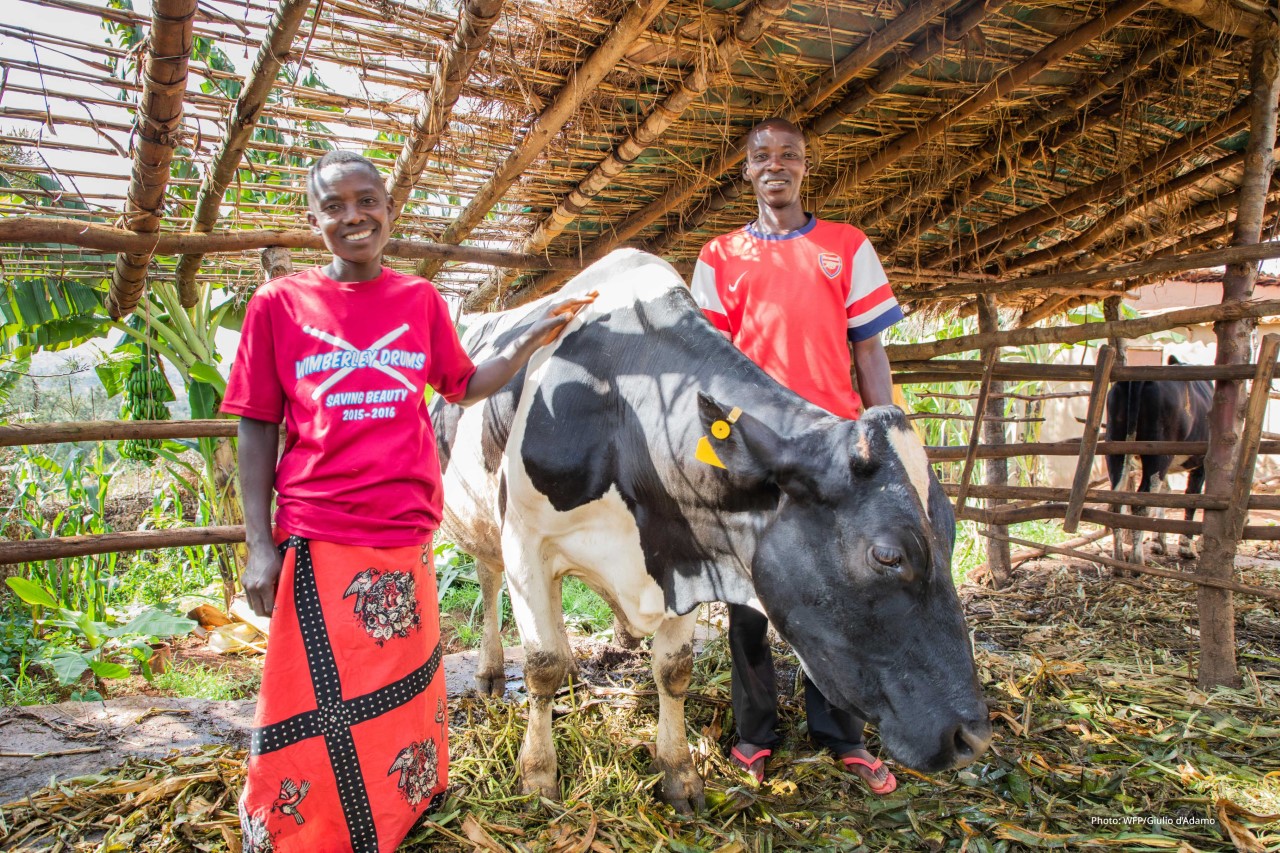 Oie Celebrates Years Since Eradicating Rinderpest The Cattle Site