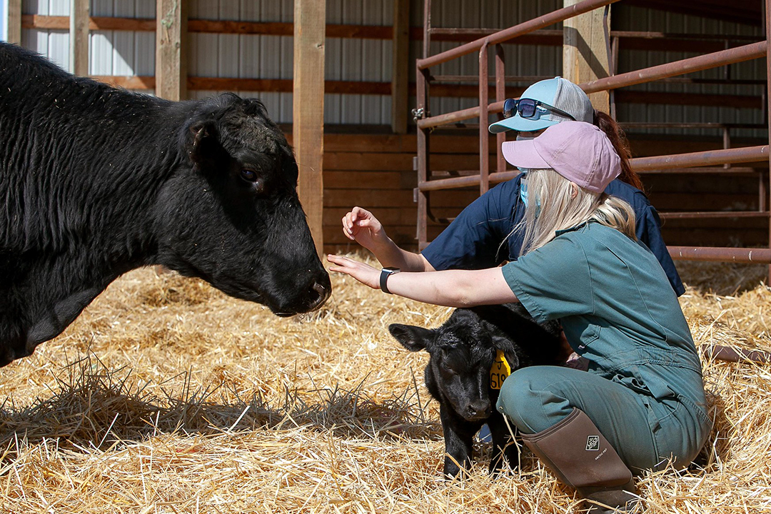 Veterinarian With Cow