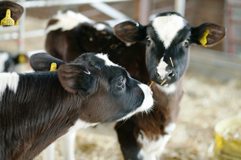 New project significantly improves IVF in cattle | The Beef Site