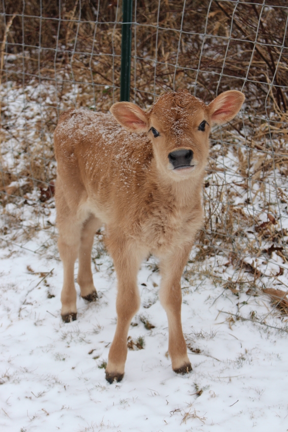 Taking care of young calves in cold weather - Dairy