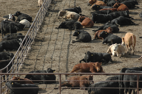 Are living farm animals dip as buyers weigh money, client call for – CME