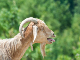 goat greek