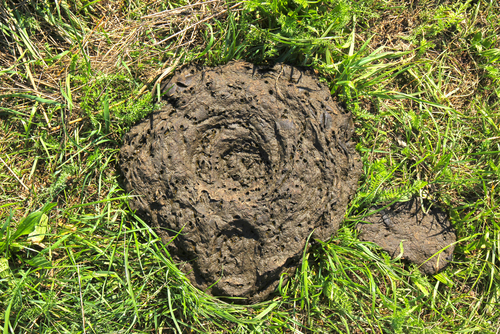 Got Manure? Need a Technology? | The Cattle Site