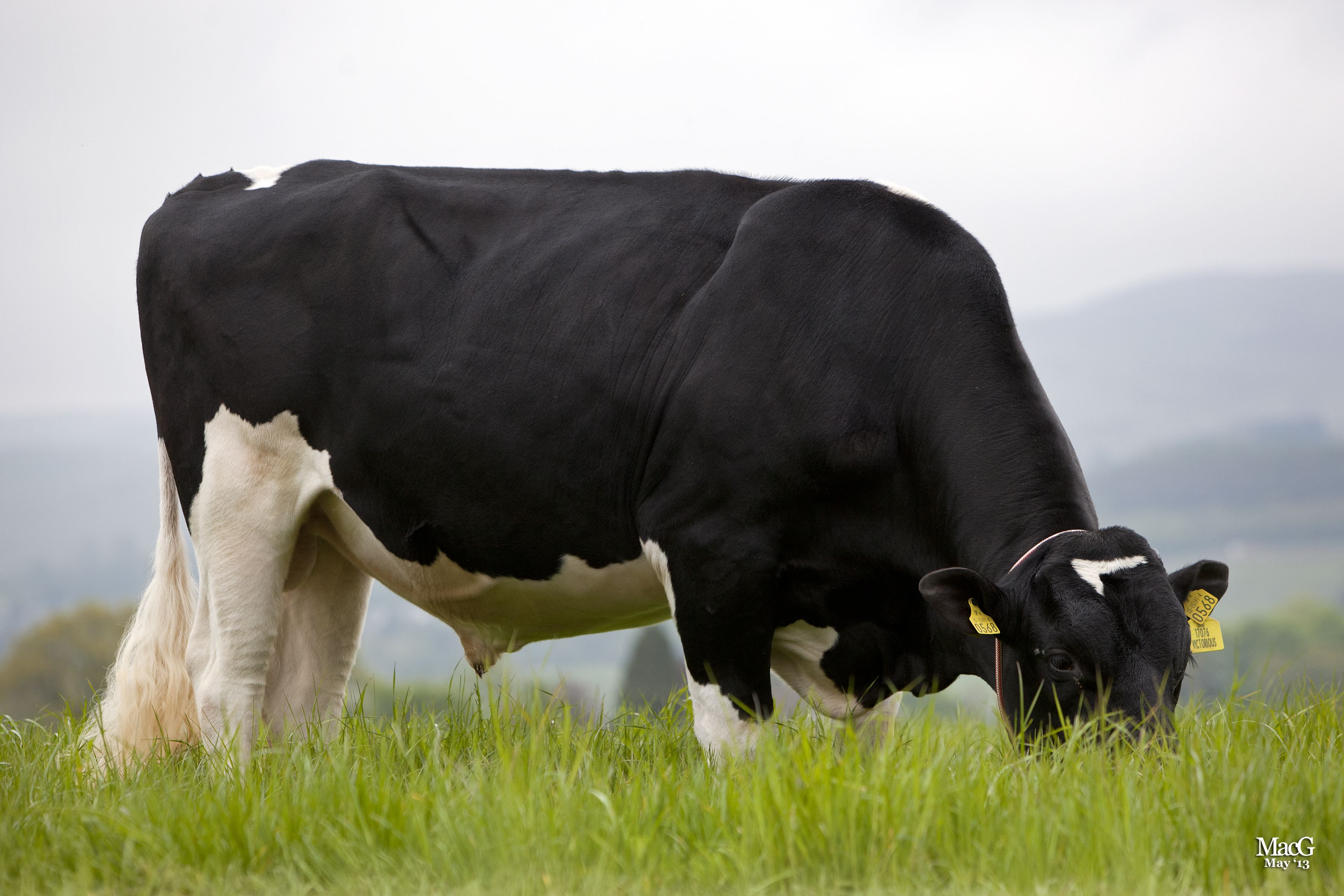 Kiwi dairy farmer has breast interests at heart