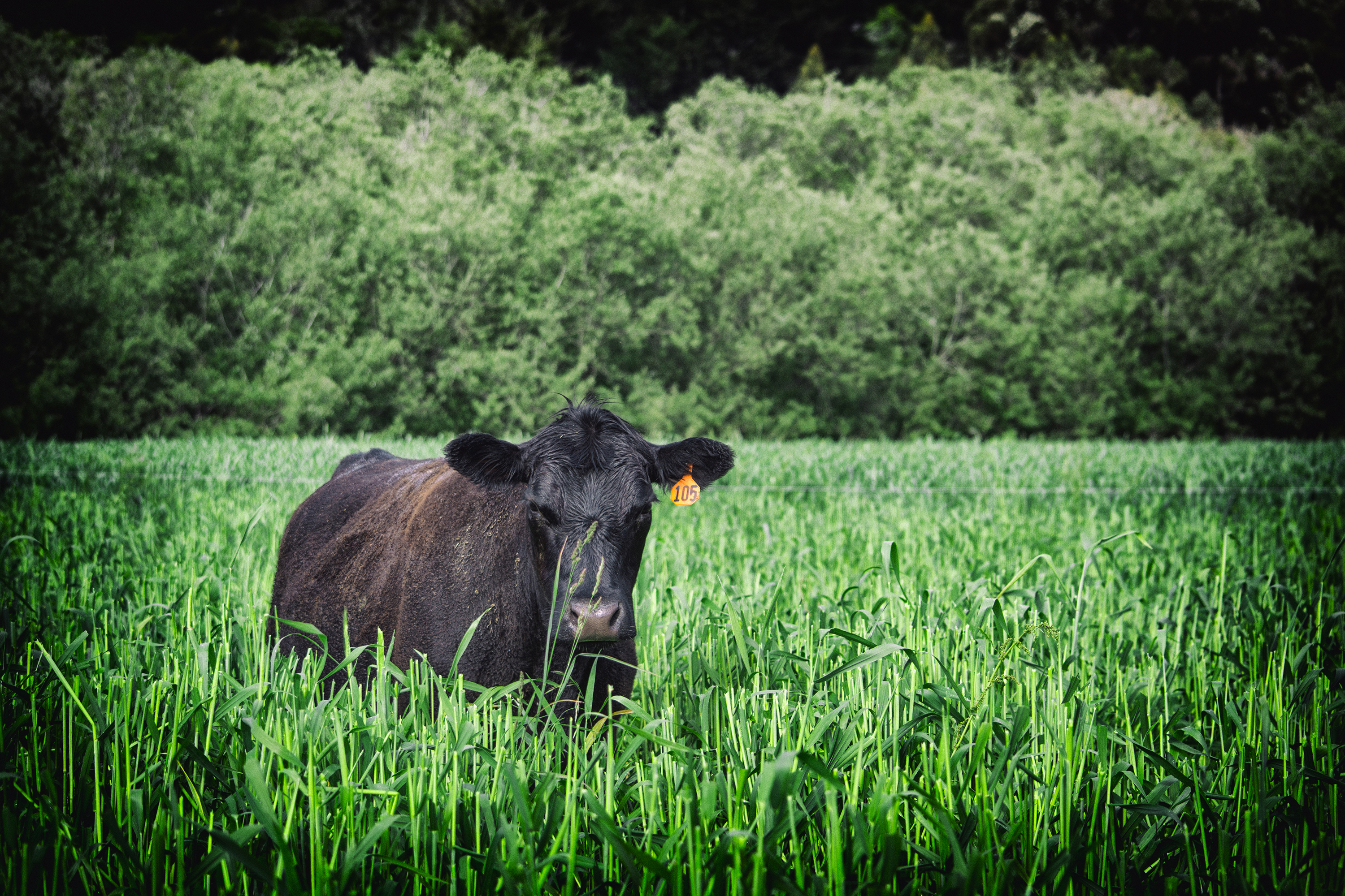 Whole Carcass of Grass-fed Angus Beef – Grazing Days