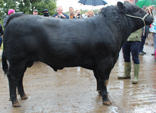 Tonley Abderdeen-Angus Bull