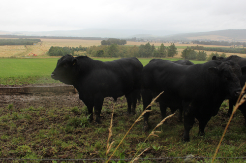 Tonley Aberdeen-Angus Bull Herd