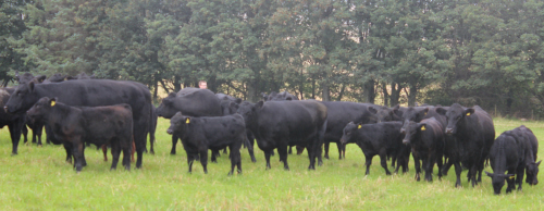 Tonley Cow-Calf Herd