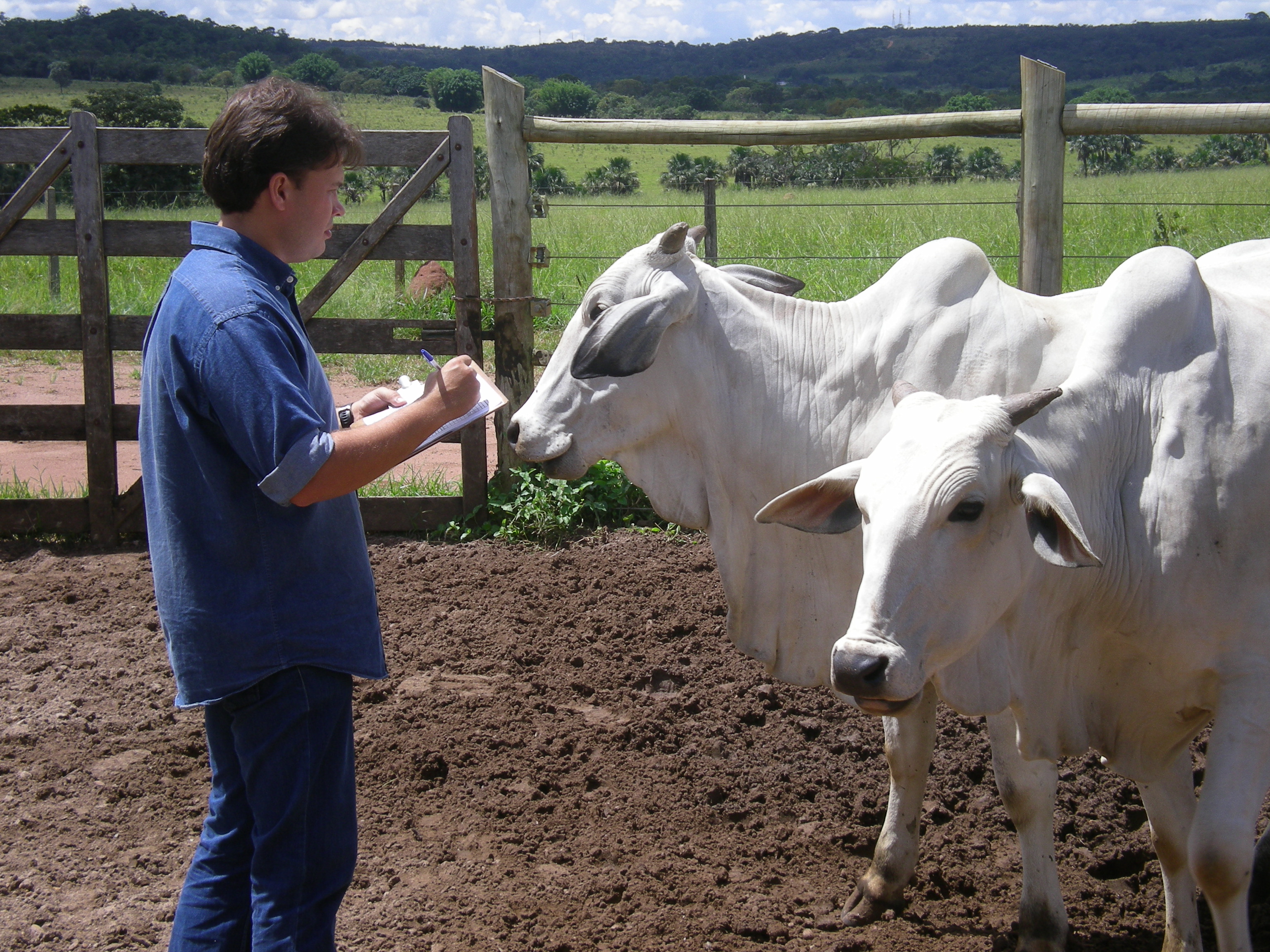FAI Brazil Cattle Scoring