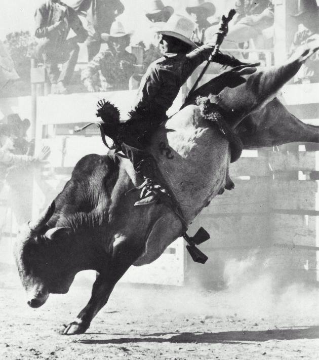 A pen holds bulls and cattle for Arizona black rodeo events stock