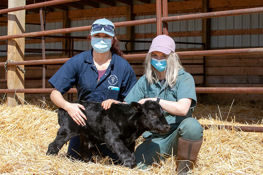 Livestock and Forage Centre of Excellence