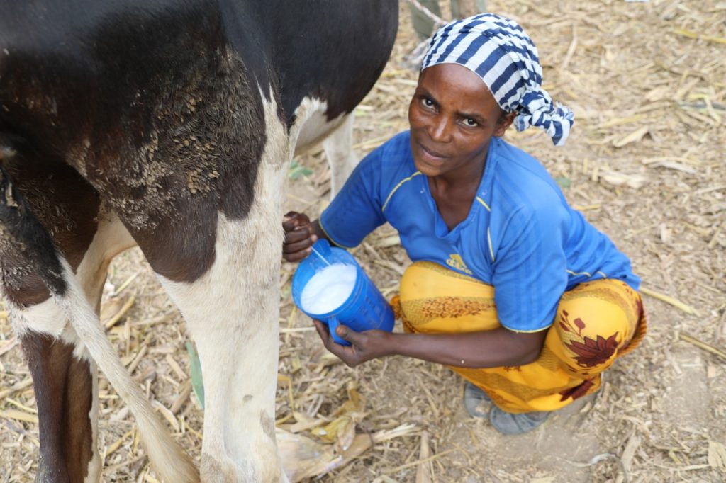 Since adopting push-pull, small-scale farmer Fantu Ergato has observed significant improvements in the dairy products she produces for sale. .