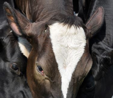 Calf Hair Could Indicate Foul Mood | The Cattle Site