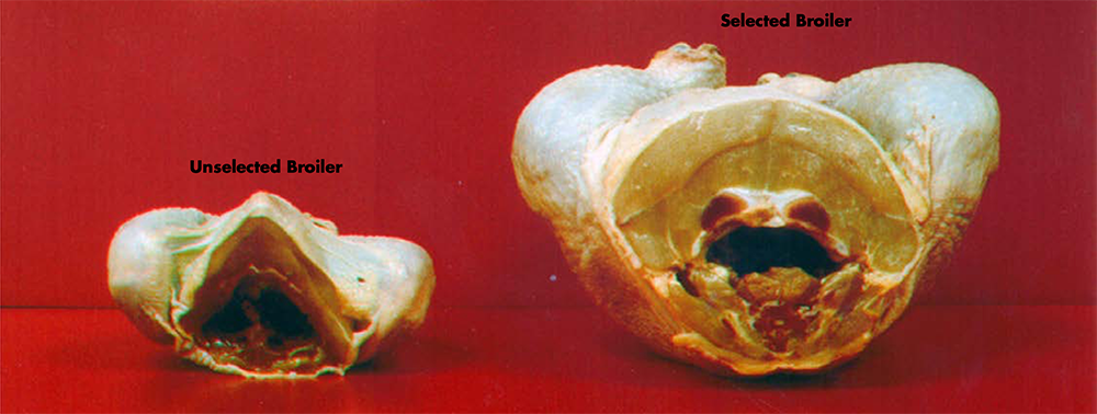 Figure 1. Genetic selection and improved nutrition are the main reasons poultry producers are able to produce a much larger bird than they were 50 years ago.  (Photo courtesy of G.B. Havenstein and P.R. Ferket, North Carolina State University.)